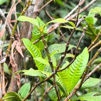 Psychotria plurivenia Thwaites